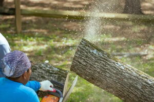 Yanez Tree Experts Launches Professional Tree Trimming in Brookeville